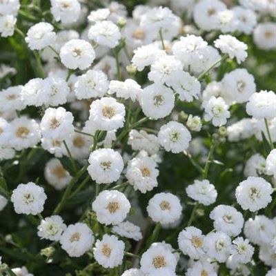 Achillée ptarmica Summer Drift - Leaderplant