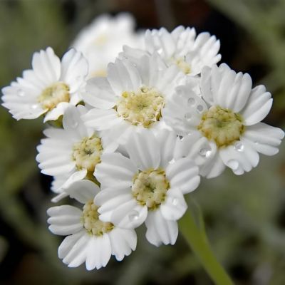 Achillée de Kellerer  - Leaderplant