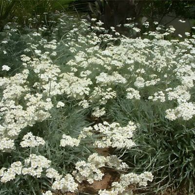 Achillée de Kellerer  - Leaderplant