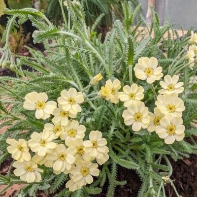 Achillée King Edward  - Leaderplant