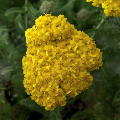 Achillée millefeuille Desert Eve Yellow - Leaderplant