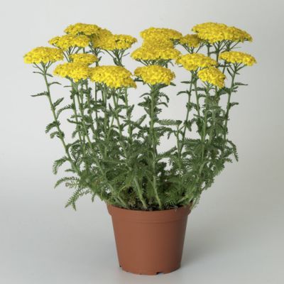 Achillée millefeuille Desert Eve Yellow - Leaderplant