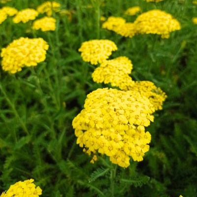 Achillée millefeuille Desert Eve Yellow - Leaderplant