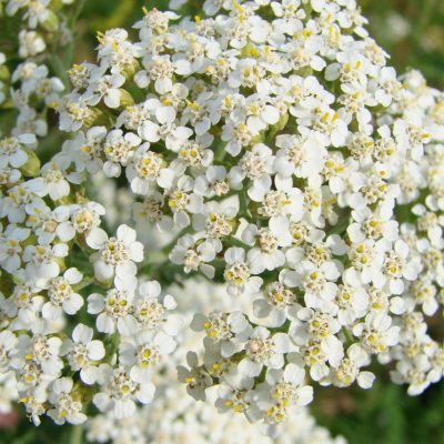 Achillée Millefeuille  - Leaderplant