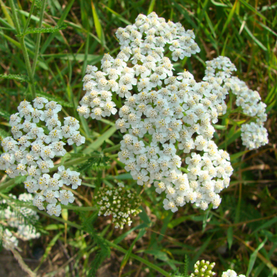 Achillée Millefeuille  - Leaderplant