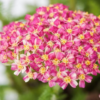 Achillée Millefeuille Cassis - Leaderplant