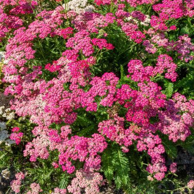 Achillée Millefeuille Cassis - Leaderplant