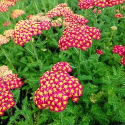 Achillée millefeuille Desert Eve Red - Leaderplant