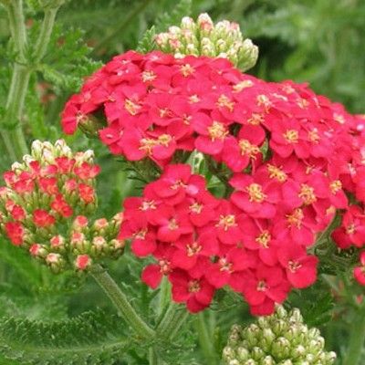Achillée millefeuille Cerise Queen - Leaderplant