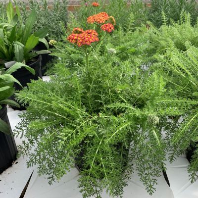 Achillée millefeuille Desert Eve Red - Leaderplant