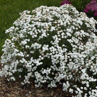 Achillée Peter Cotton Tail ® - Leaderplant