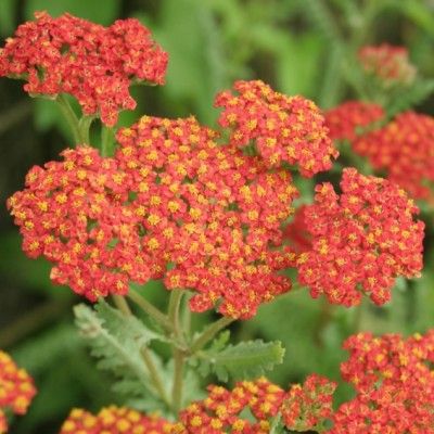 Achillée millefeuille Safran - Leaderplant