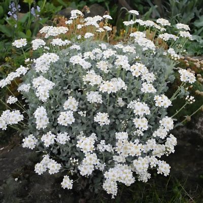Achillée à ombelles - Leaderplant
