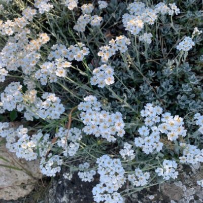 Achillée à ombelles - Leaderplant