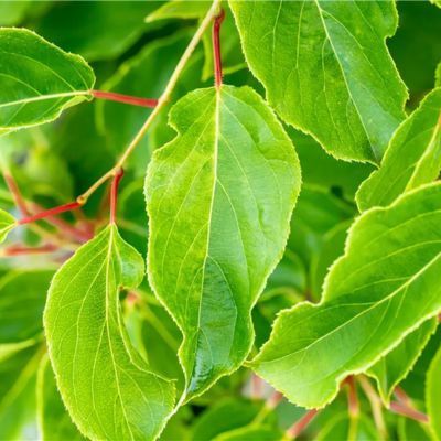 Actinidia arguta mâle - Leaderplant