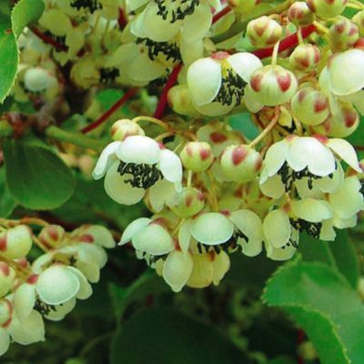 Actinidia arguta mâle - Leaderplant