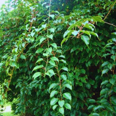 Actinidia arguta mâle - Leaderplant