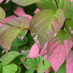 Kiwi d'ornement - Leaderplant