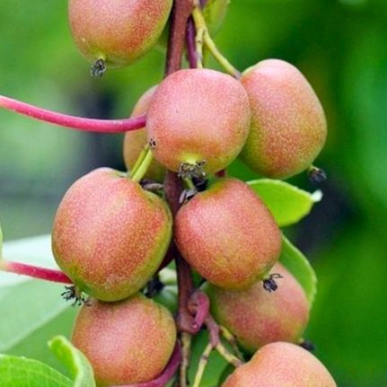 Kiwaï - Kiwi de Sibérie Domino (femelle) - Leaderplant
