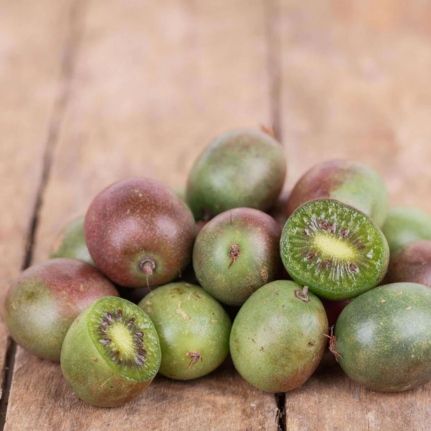 Kiwaï - Kiwi de Sibérie Domino (femelle) - Leaderplant