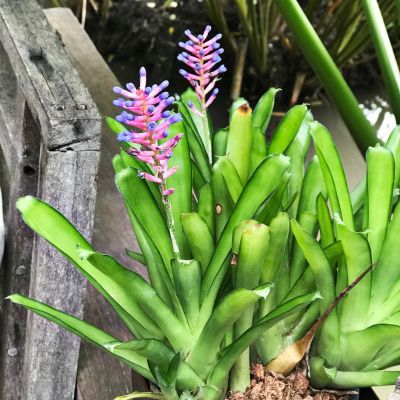 Aechmée à sépales soudés  - Leaderplant