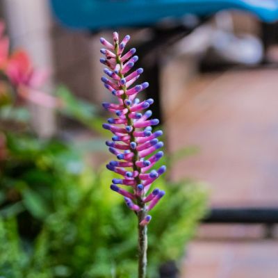 Aechmée à sépales soudés  - Leaderplant