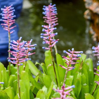 Aechmée à sépales soudés  - Leaderplant