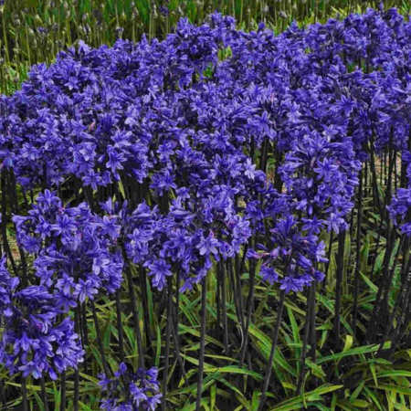 Agapanthe Black Arrow ®  - Leaderplant