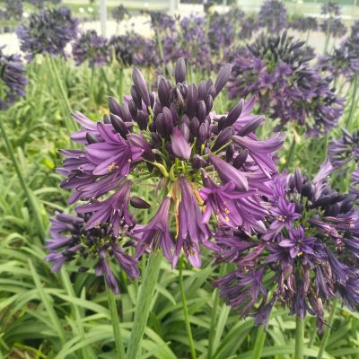 Agapanthe Black Jack ®  - Leaderplant