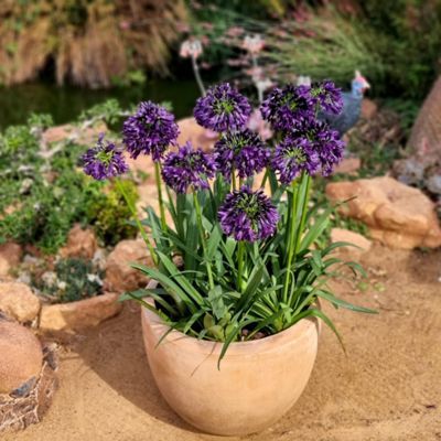 Agapanthe Black Jack ®  - Leaderplant