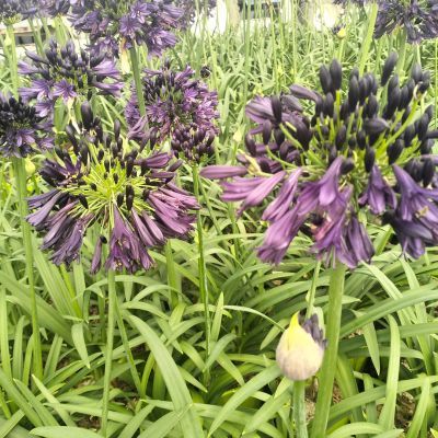 Agapanthe Black Jack ®  - Leaderplant