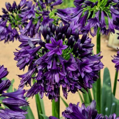 Agapanthe Black Jack ®  - Leaderplant