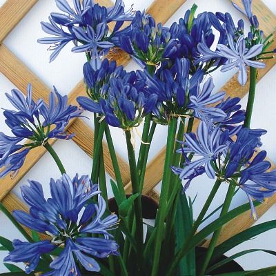 Agapanthe Bleu de Chine - Leaderplant
