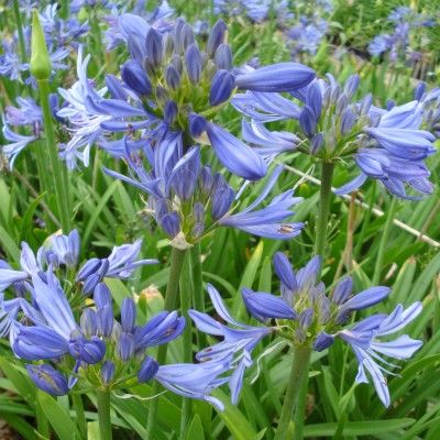 Agapanthe Bleu de Chine - Leaderplant