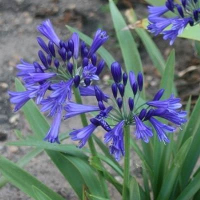 Agapanthe Bleu de Chine - Leaderplant