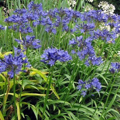 Agapanthe Starry Night - Leaderplant