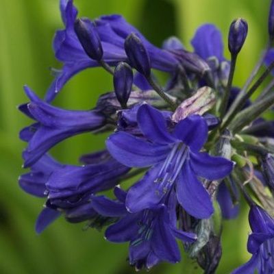 Agapanthe Starry Night - Leaderplant