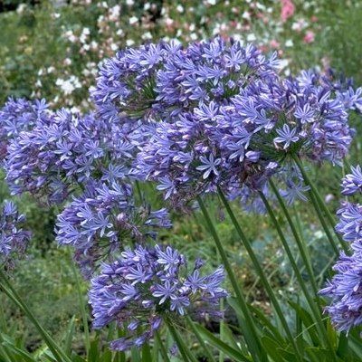 Agapanthe Blue Triomphator - Leaderplant
