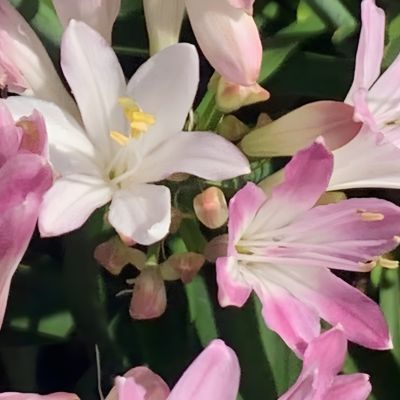 Agapanthe Blush Pink ® - Leaderplant