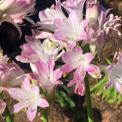 Agapanthe Blush Pink ® - Leaderplant