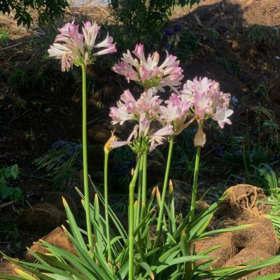 Agapanthe Blush Pink ® - Leaderplant