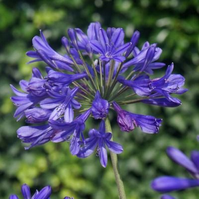 Agapanthe Brilliant Blue ® - Leaderplant