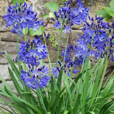 Agapanthe Charlotte - Leaderplant