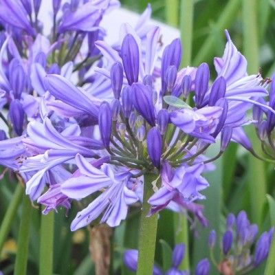 Agapanthe Charlotte - Leaderplant