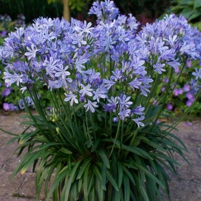 Agapanthe Charlotte - Vente en ligne de plants de Agapanthe Charlotte pas cher | Leaderplant