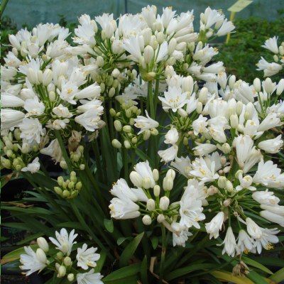 Agapanthe naine Double Diamond ® - Leaderplant