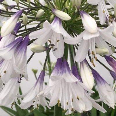 Agapanthe Fireworks ® - Leaderplant