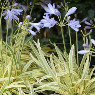 Agapanthe Golden Drop ® - Leaderplant