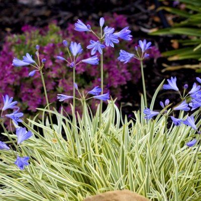 Agapanthe Golden Drop ® - Leaderplant