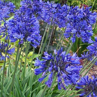 Agapanthe Midnight Star - Leaderplant